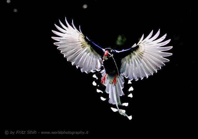 Taiwan Blue Magpie in Flight